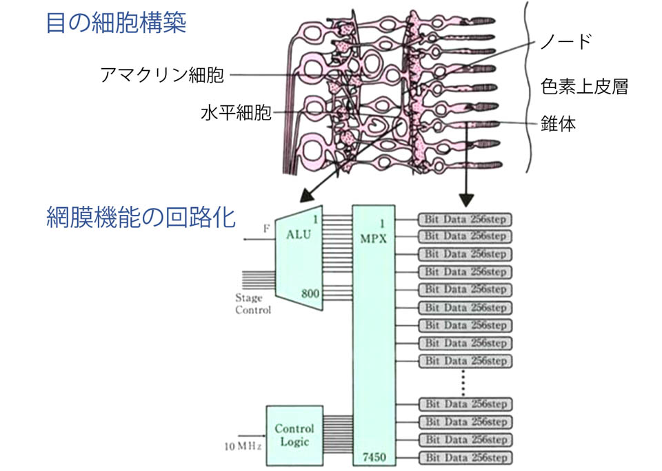 目の模式図を基にしたニューロイメージング